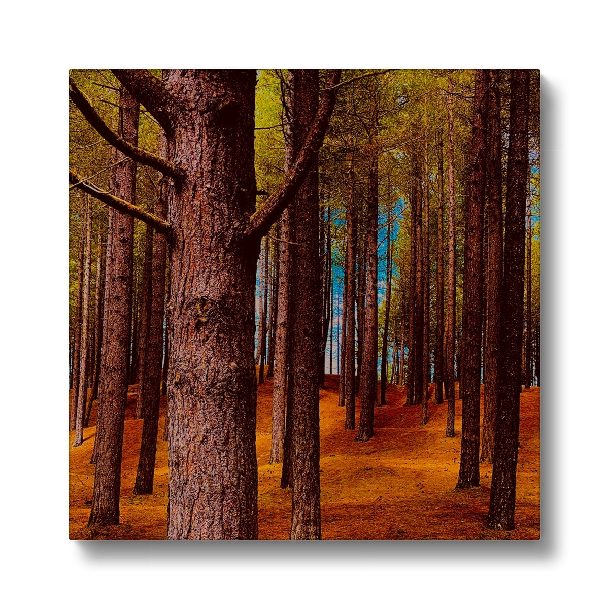 Scottish Forest - Canvas