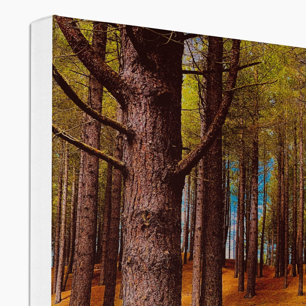 Scottish Forest - Canvas