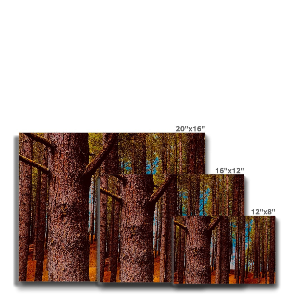 Scottish Forest - Canvas