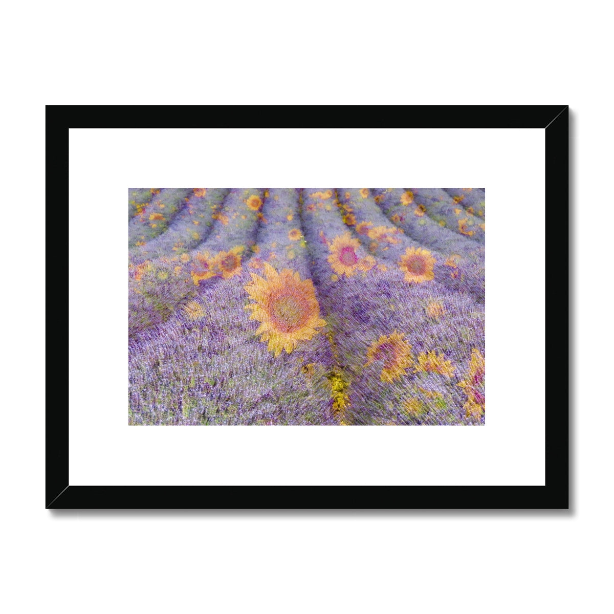 Lavander and Sun Flowers - Framed