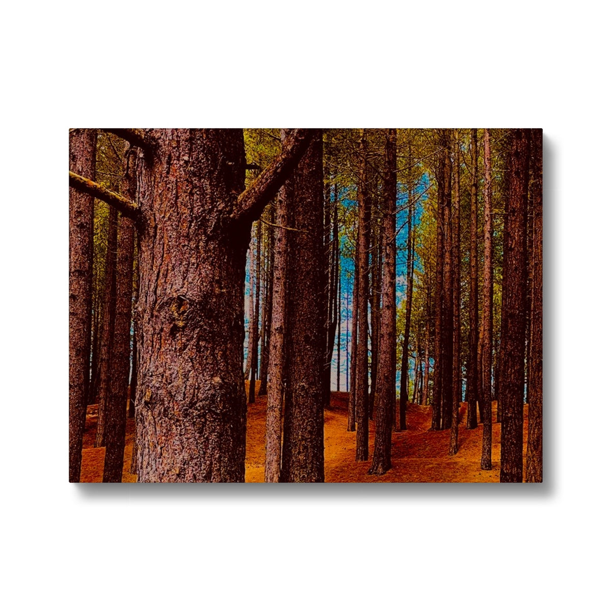 Scottish Forest - Canvas