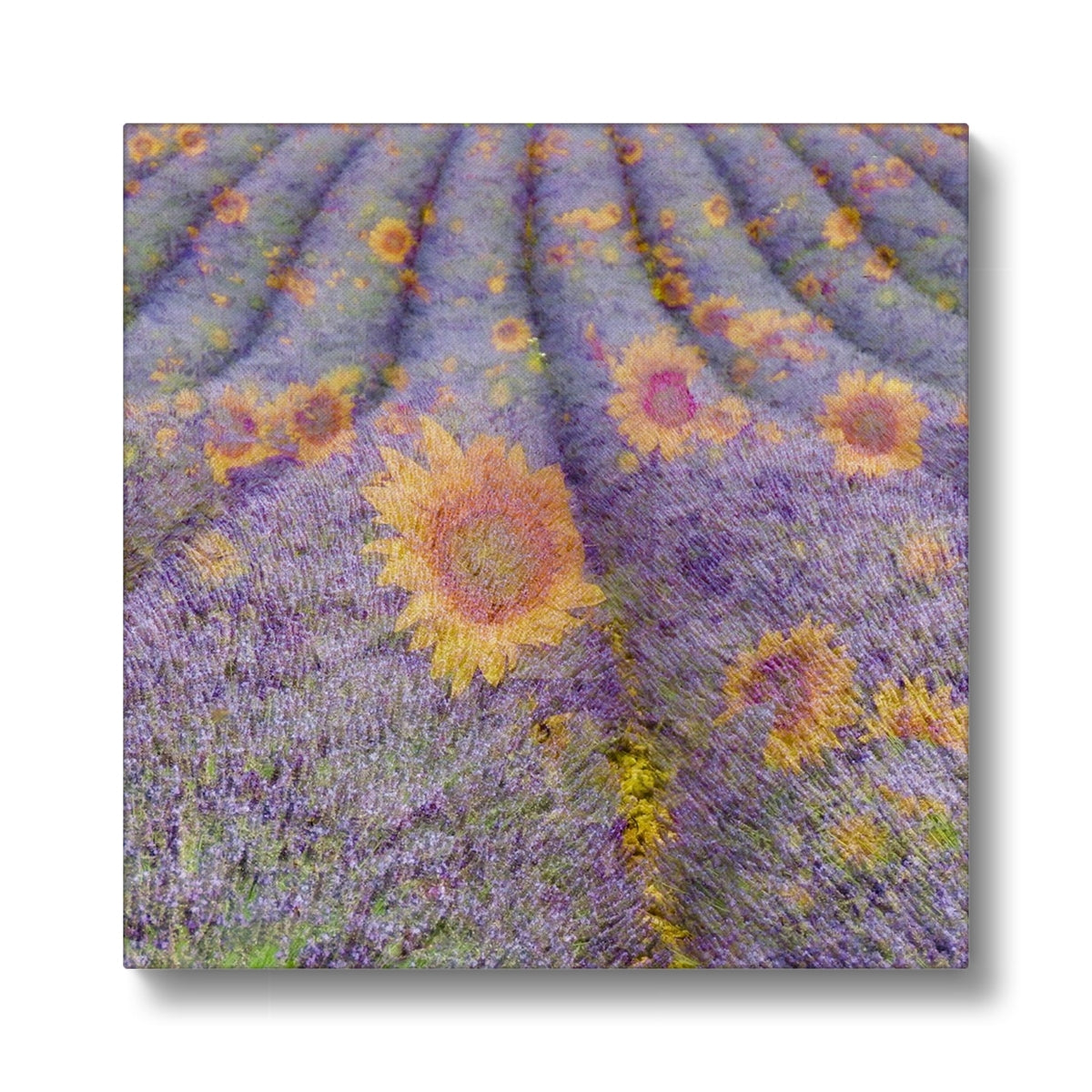 Lavander and Sun Flowers - Canvas