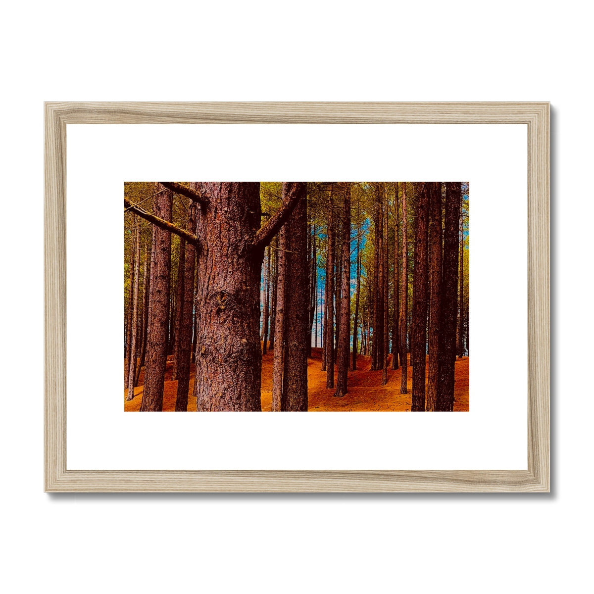 Scottish Forest - Framed