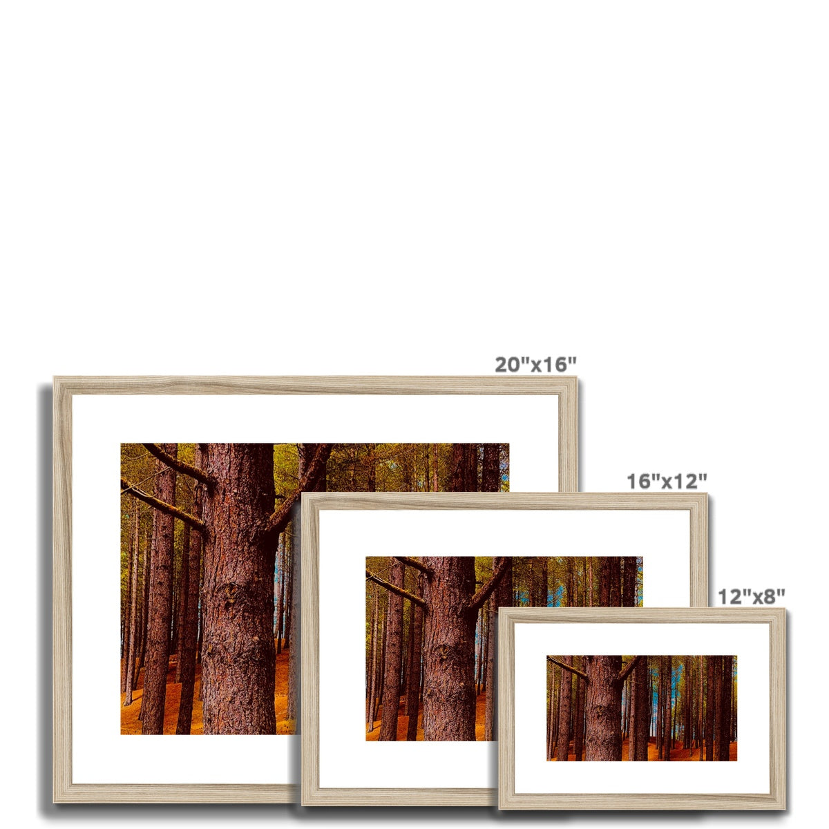 Scottish Forest - Framed