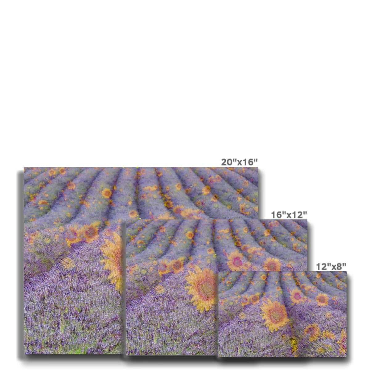 Lavander and Sun Flowers - Canvas