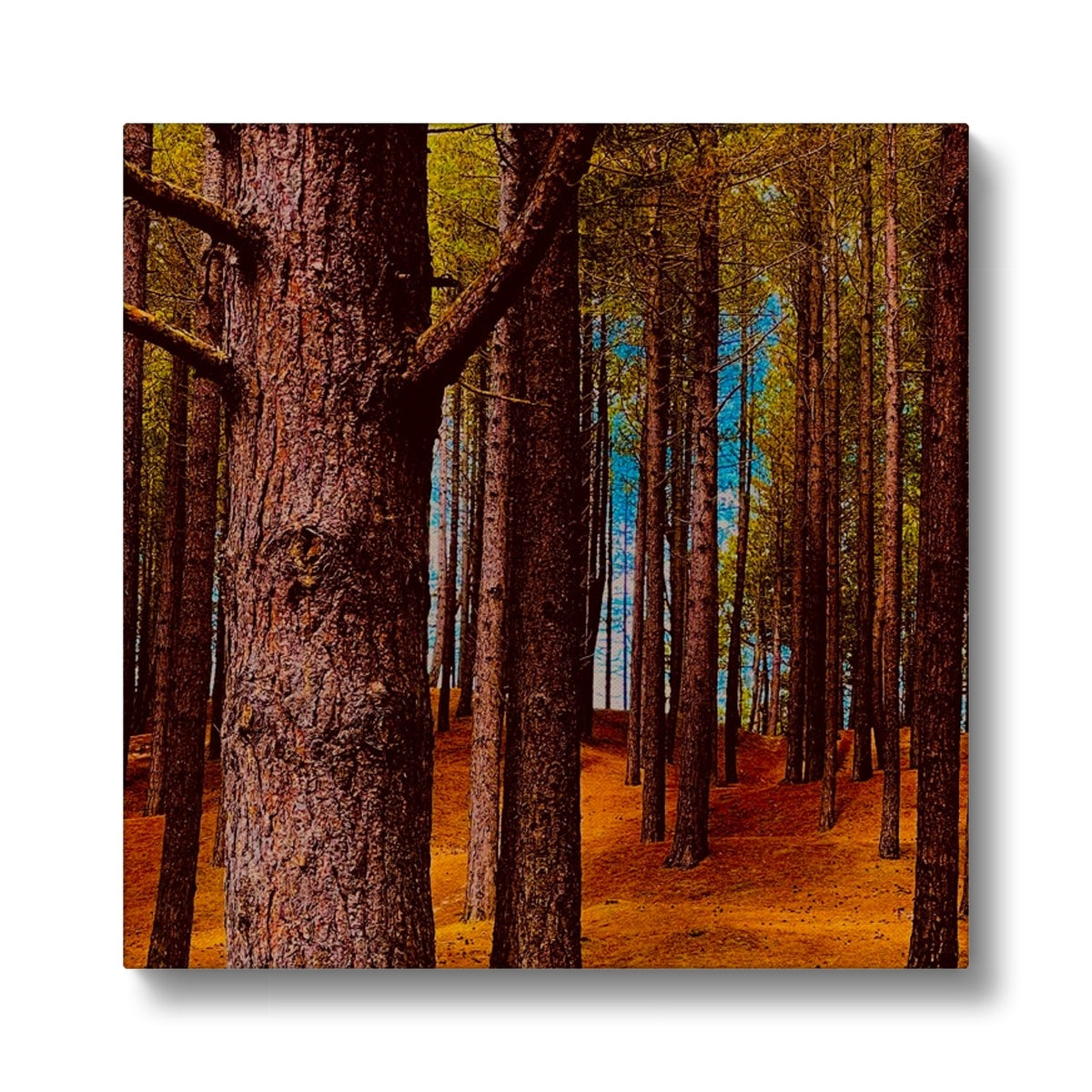 Scottish Forest - Canvas