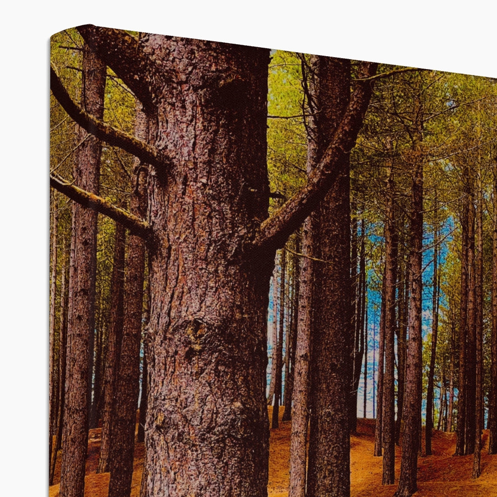 Scottish Forest - Canvas