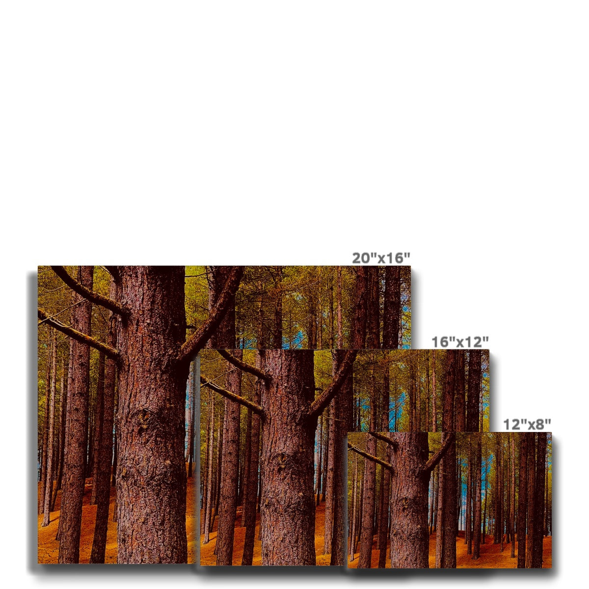 Scottish Forest - Canvas