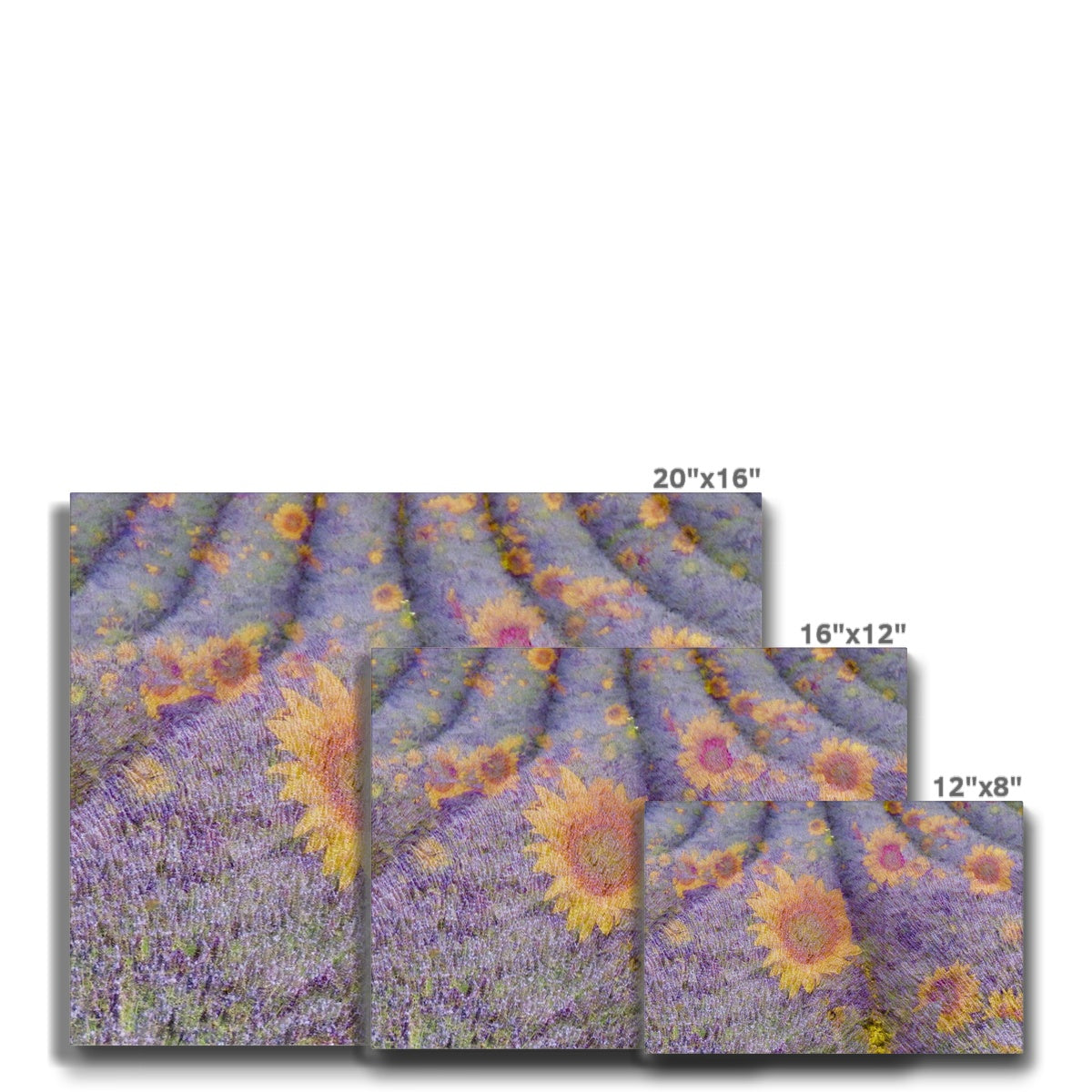 Lavander and Sun Flowers - Canvas