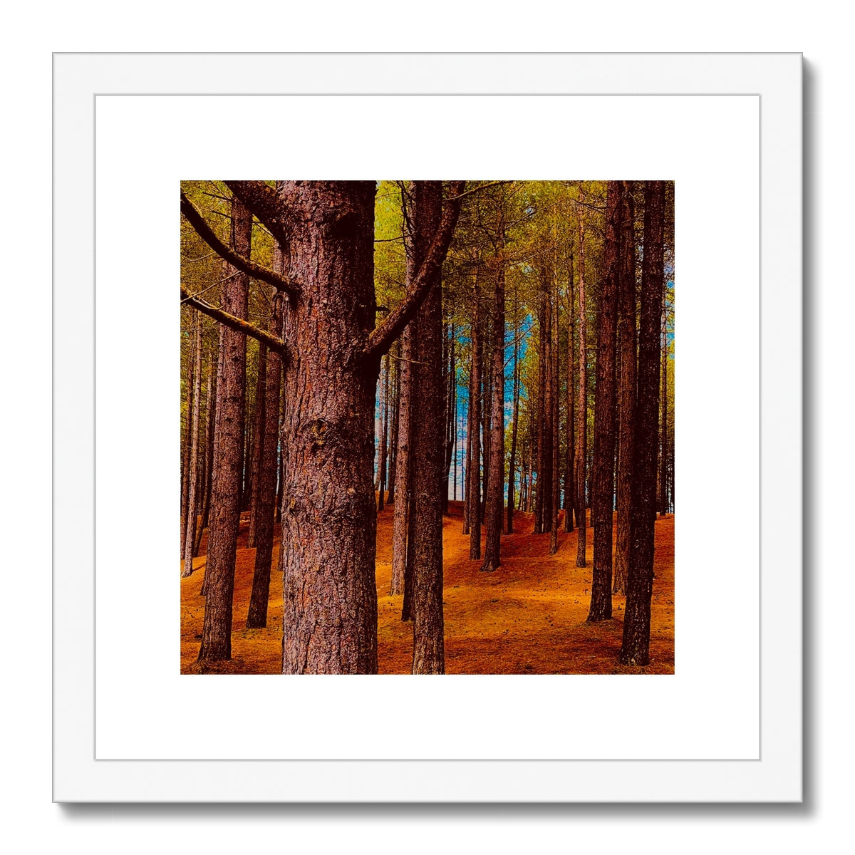 Scottish Forest - Framed