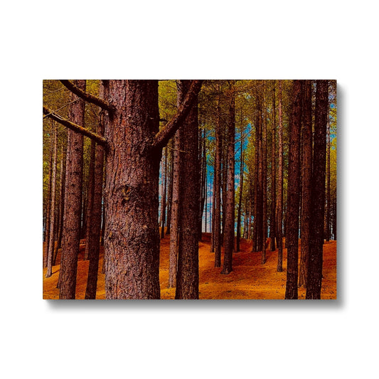 Scottish Forest - Canvas