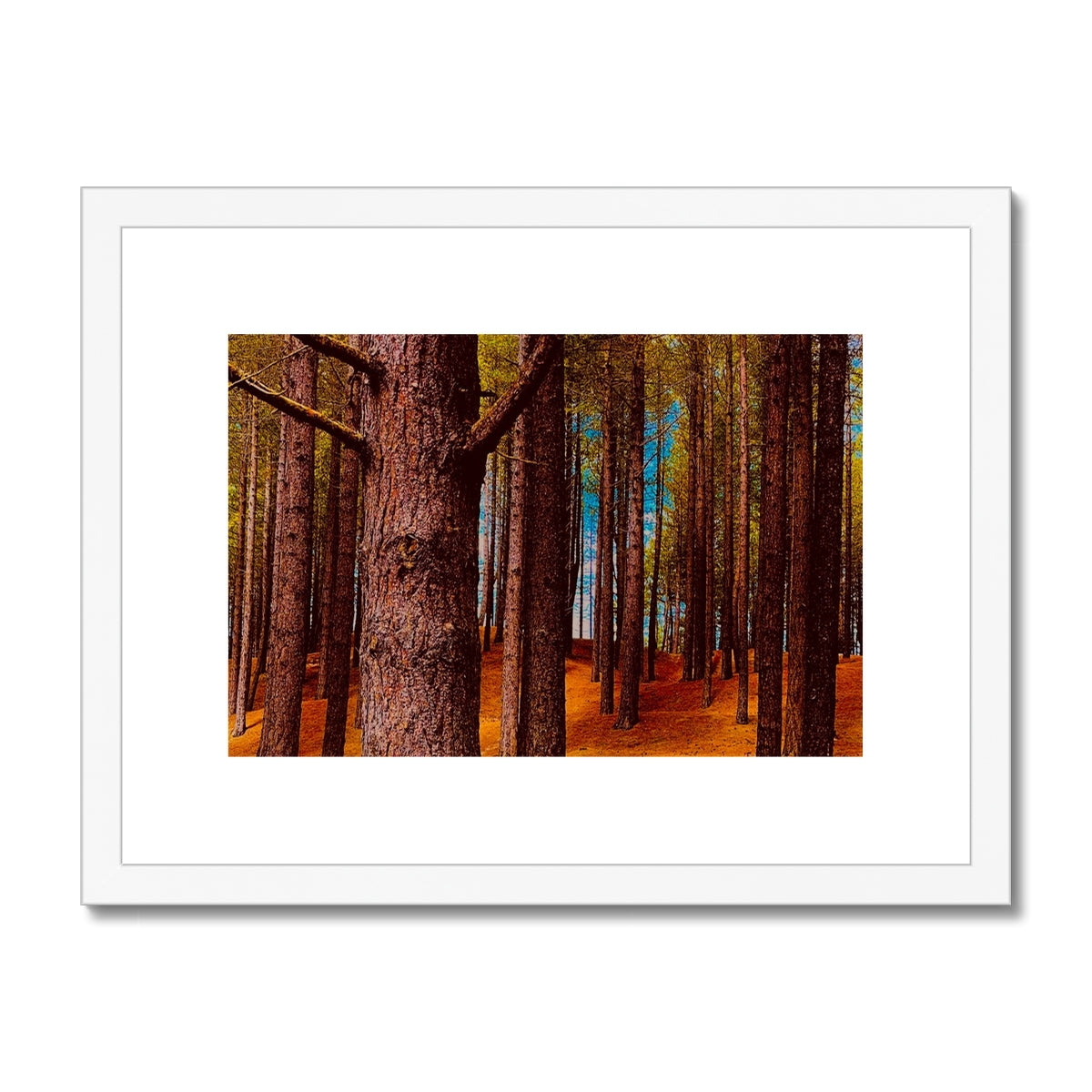 Scottish Forest - Framed