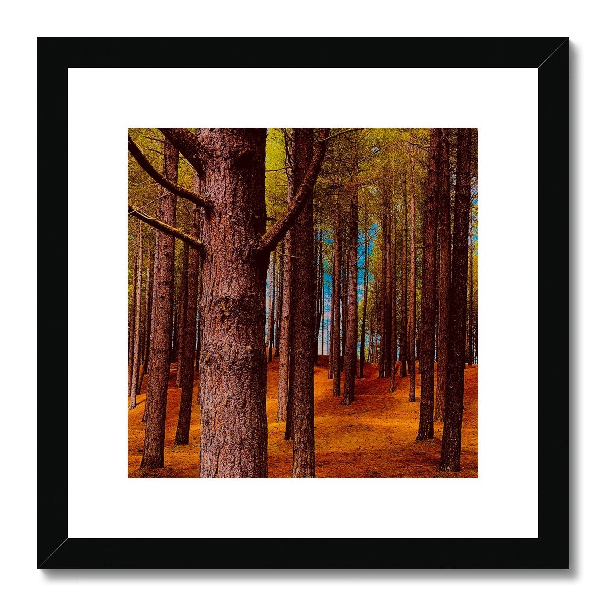 Scottish Forest - Framed